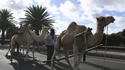 Romería de Los Remedios, 2023