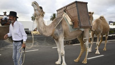 Romería de Los Remedios, 2023