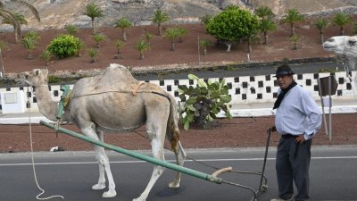 Romería de Los Remedios, 2023