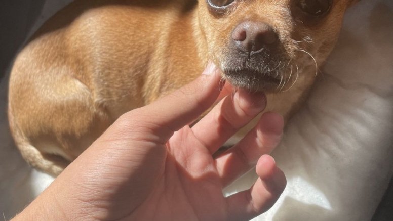 El perrito perdido en Guatiza