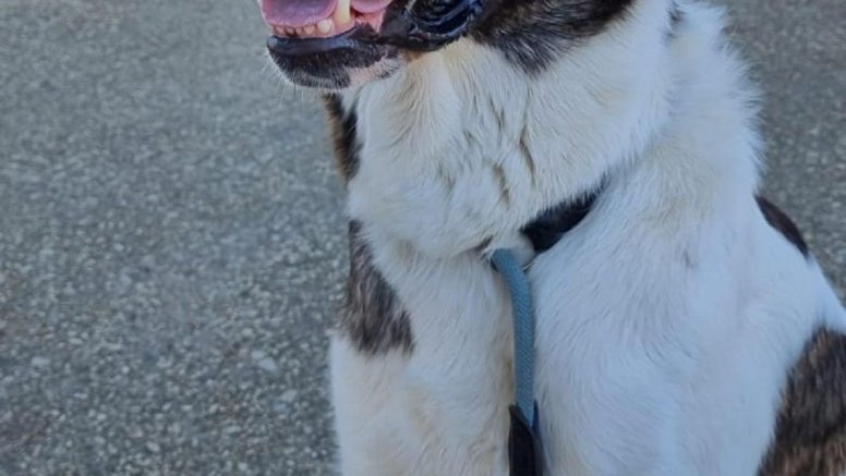 El perrito Hans