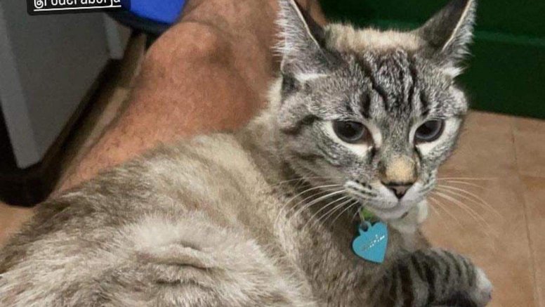 La gata Nymeria en San Bartolomé
