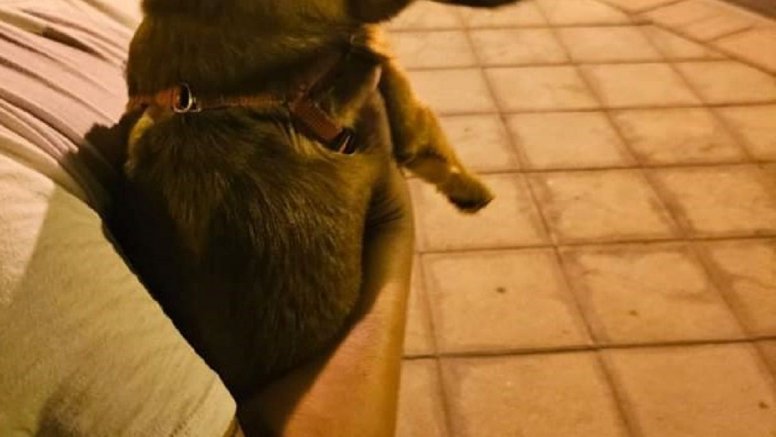 El perro encontrado en Valterra