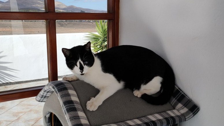 El gato perdido hace un mes en Puerto del Carmen