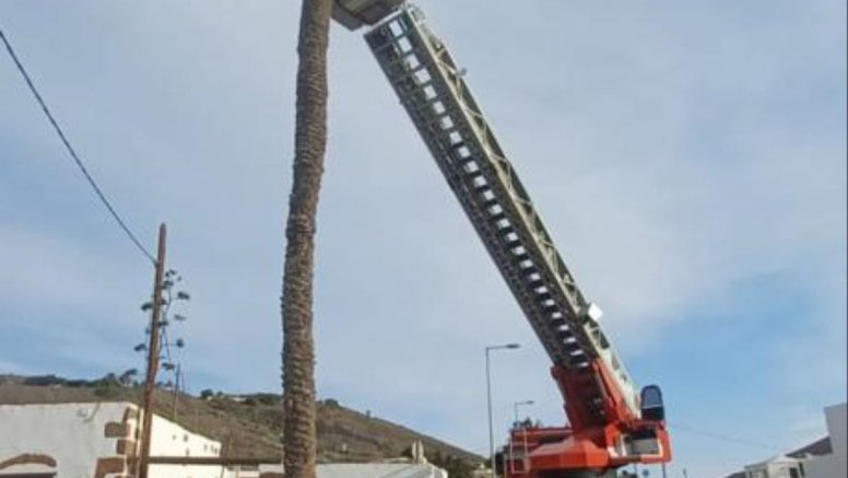 Los bomberos talando la palmera con riesgo de caer por el viento 