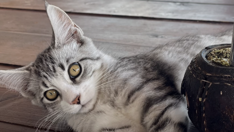El gato perdido en Mala