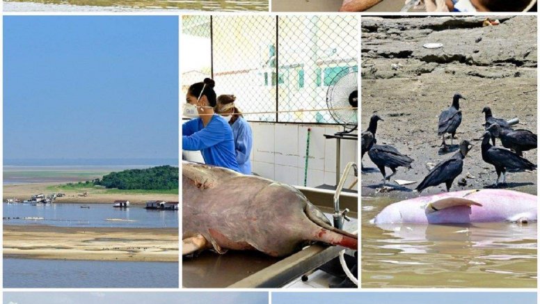 Rescuing Dolphins in the Amazon