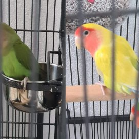 Verdito y Sol, los agapornis perdidos este martes 3 de enero en Tinajo
