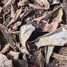 Hojas de almendro indio con cochinilla en Titerroy