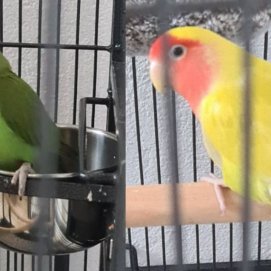 Los dos agapornis perdidos este martes por la zona de Mancha Blanca