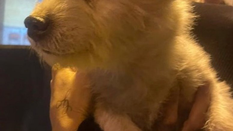 El perro perdido en Arrecife