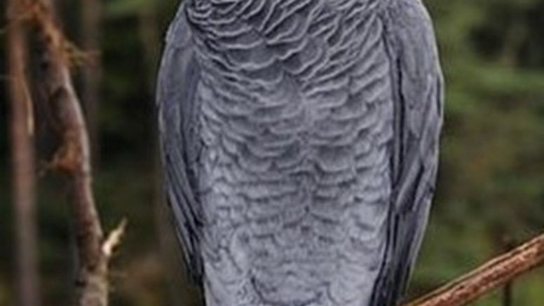 El loro perdido en Tao