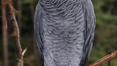 El loro perdido en Tao