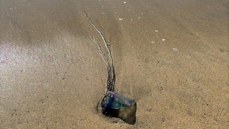 Una de las medusas en la orilla del Reducto