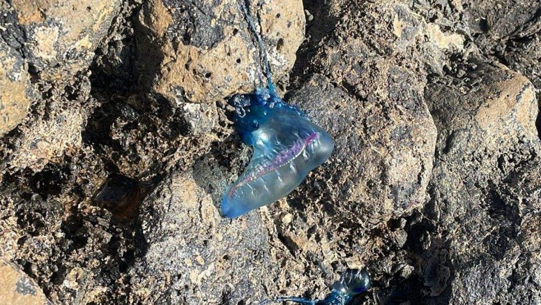 Las medusas en la playa de El Jablillo