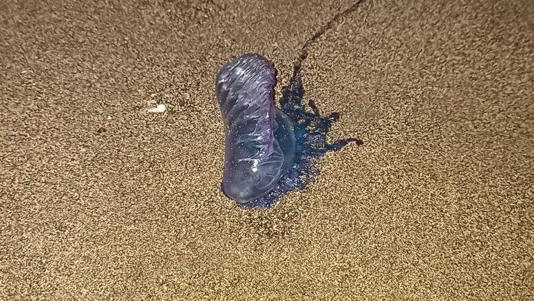Alertan de la presencia de la carabela portuguesa en una playa de Arrecife