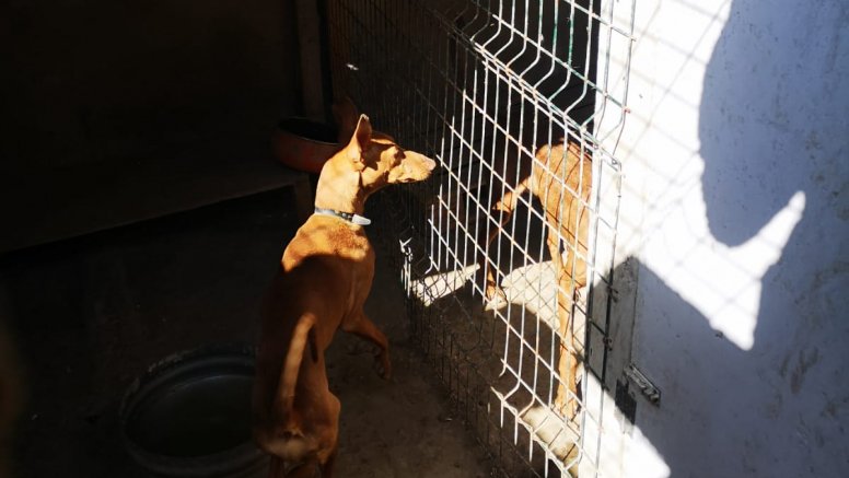 Dos de los perros encontrados en la casa de La Graciosa