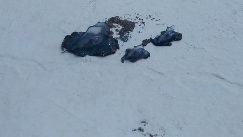 Medusas en la arena de la playa de La Garita