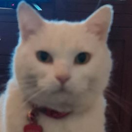 "Lucas", gato perdido