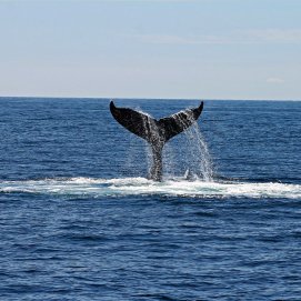 Ballena en alta mar. Sostenibilidad.