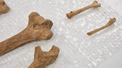 Análisis de los materiales recuperados en el yacimiento de San Marcial de Rubicón