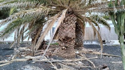 La basura y residuos acumulados en Costa Teguise