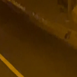 Imagen de una rata en las calles de Arrecife