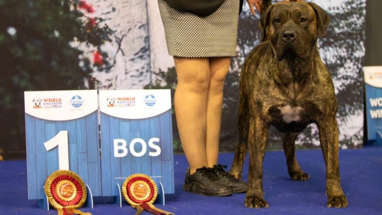 Covadonga, campeona del mundo