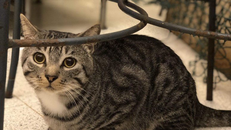 Tigro, el gato perdido en Tinajo