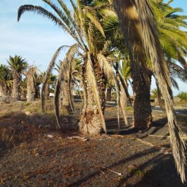 El Palmeral en "situación de olvido y abandono" en Costa Teguise