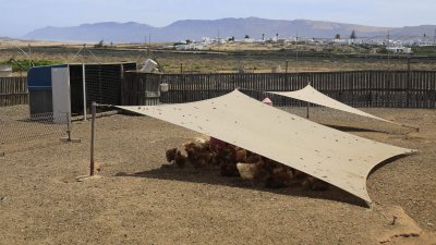 La joven María Guerra en su granja en Tinajo (Fotos: Juan Mateos)