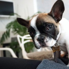 Perro