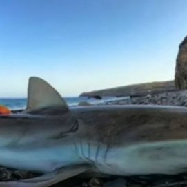Pesca ilegal de angelotes y otras especies marinas en Canarias