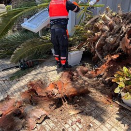 Palmera