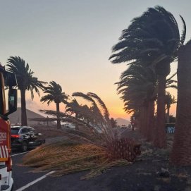 Cae una palmera en la entrada de Yaiza