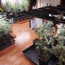 Plantación de marihuana desarticulada en una vivienda de Tinajo