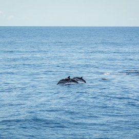 Avistamiento de cetáceos por la costa sureste de Lanzarote