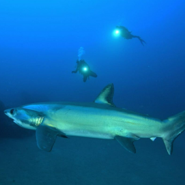 Tiburón zorro avistado en Playa Chica junto a los submarinistas (Imagen: mantadivinglanzarote)