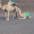 Una cría de camello obligada a llevar a turistas en Timanfaya