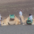 Los turistas subidos a la cría de camello en Timanfaya