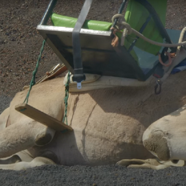 Los dromedarios de Lanzarote en el Parque Nacional de Timanfaya