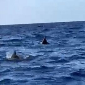 Delfines