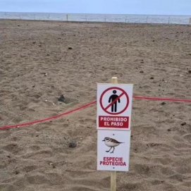 Zona de la especie protegida de chorlitejo en Playa Honda