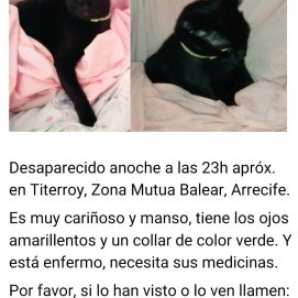 El gato desaparecido en Titerroy