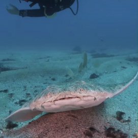 Un ejemplar de tiburón ángel o angelote, en peligro crítico de extinción. Foto: Felipe Ravina