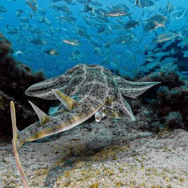 Un ejemplar de tiburón ángel o angelote, en peligro crítico de extinción. Foto: Felipe Ravina