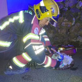 Los bomberos atendiendo al gato en el exterior de la casa