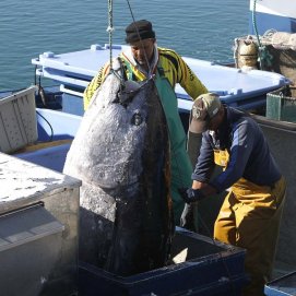 Trabajadores cargando un atún en el puerto de Arrecife. Ayudas a la Pesca. Foto: José Luis Carrasco.