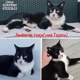 El gato Neko, tiene un chip y collar amarillo