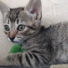 La gata Manuela